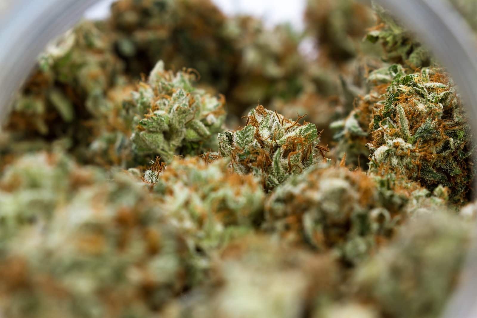 Discover Premium Cannabis Near You With Wiet Kopen Gent Today