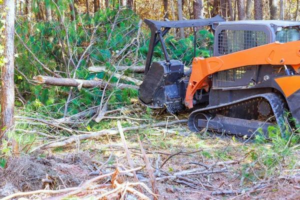 Affordable Tree Service Without Compromising Quality