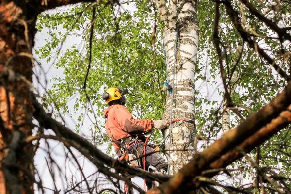 Top Rated Tree Service Madison for Residential Tree Care